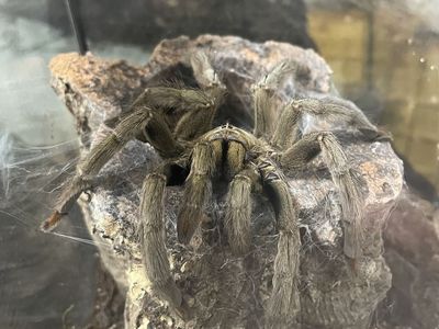 Adult Female Trinidad Chevron Tarantula