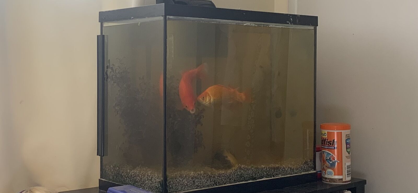 40 gal Fish tank with 8 fish