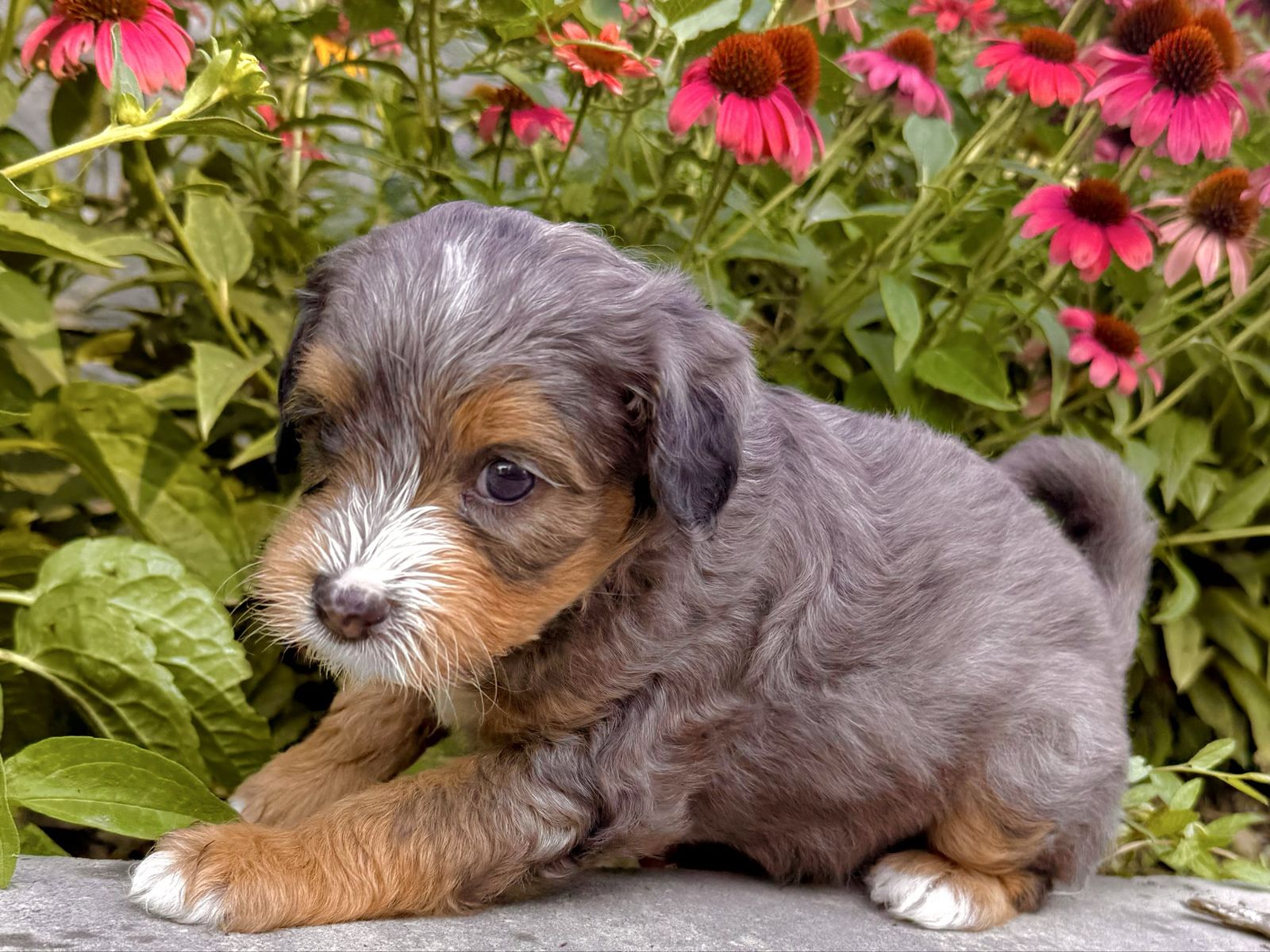 Adorable Aussiedoodle Puppies - Male & Female, Hypoallergenic