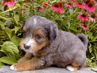 Adorable Aussiedoodle Puppies - Male & Female, Hypoallergenic