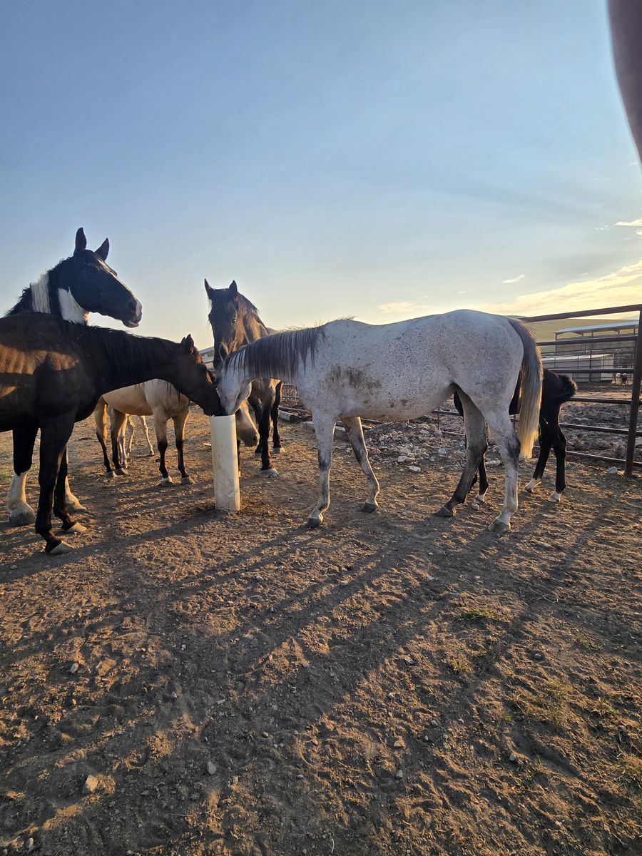 3 in 1 Reg Mare with half draft Colt