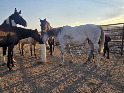 3 in 1 Reg Mare with half draft Colt