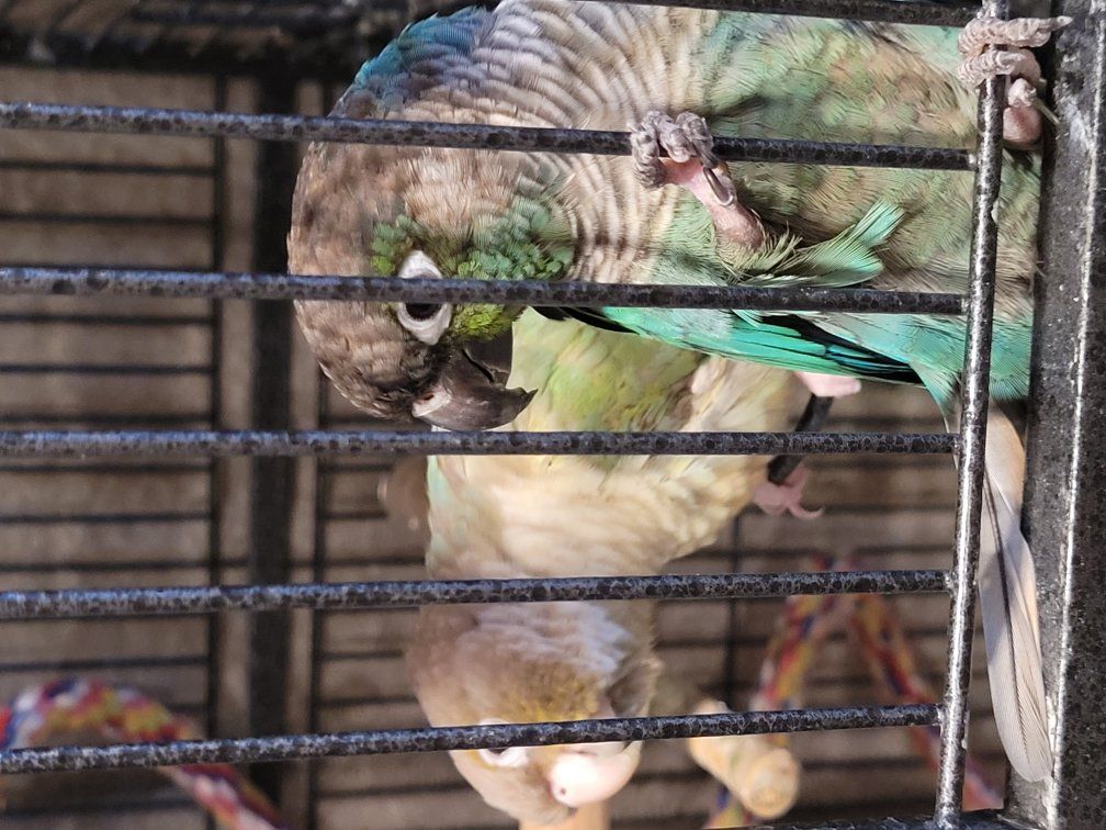 Green Cheek Conure Pair