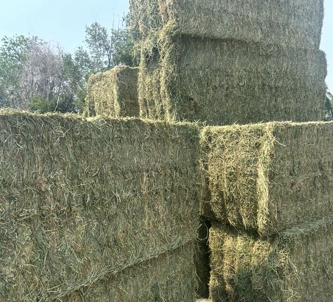 Second Cut Alfalfa Hay Bales 3x3x8 Barn Stored