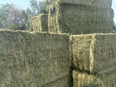 Second Cut Alfalfa Hay Bales 3x3x8 Barn Stored