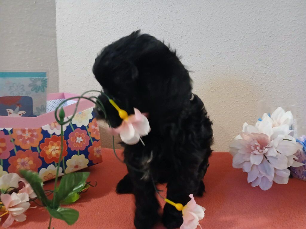 Malshi Goldendoodle Puppies