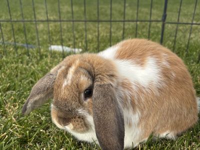 Proven 8 Month Old Female Holland Lop