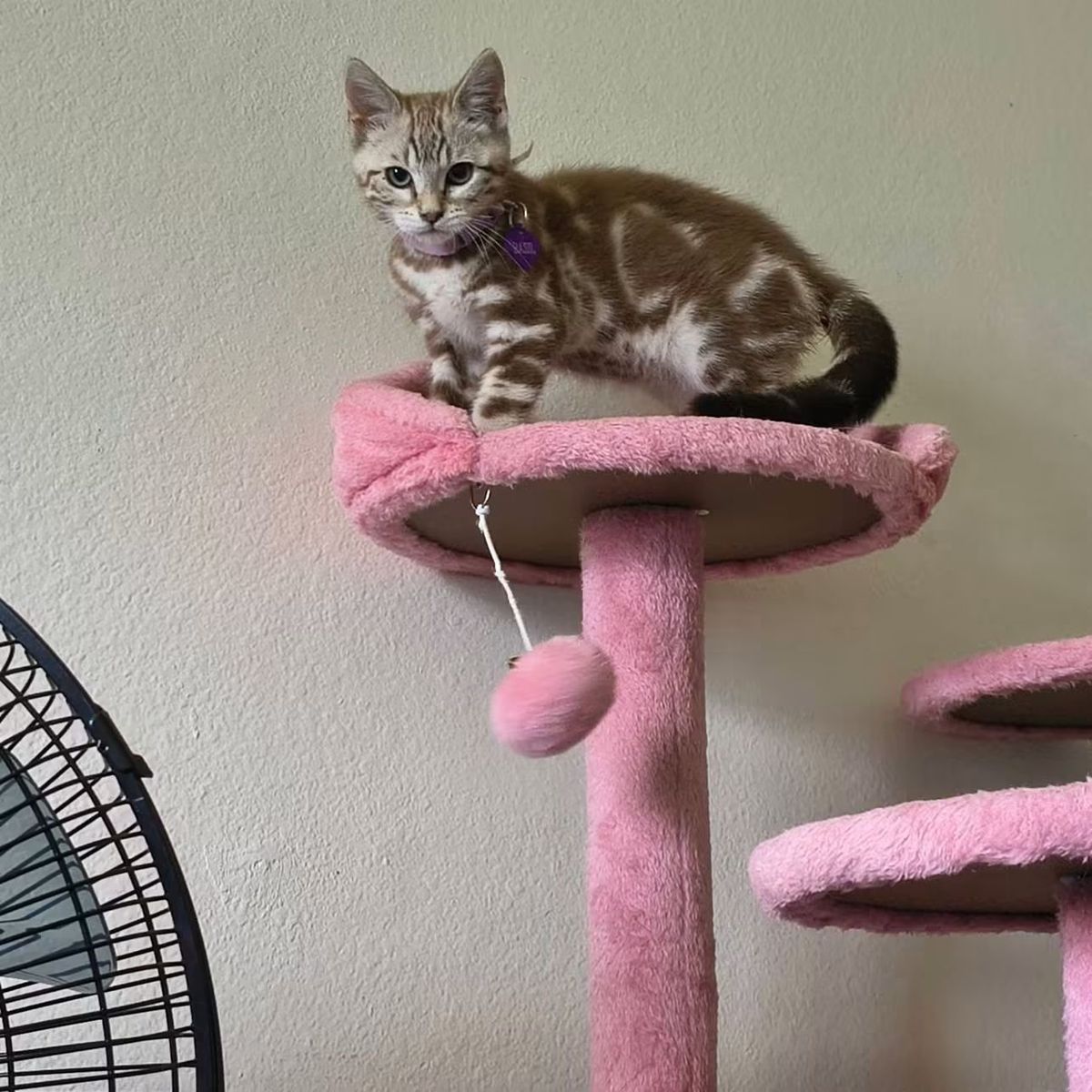 Bengal Male and Female kittens- DNA tested and ready for his forever home