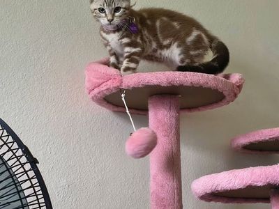 Bengal Male and Female kittens- DNA tested and ready for his forever home
