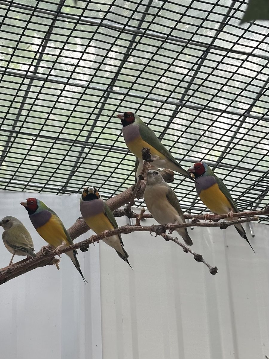 Beautiful Variety of Healthy Aviary Birds for Sale - Finches, Java Finches, and Quails