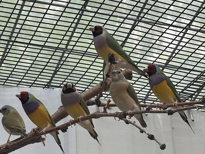 Beautiful Variety of Healthy Aviary Birds for Sale - Finches, Java Finches, and Quails