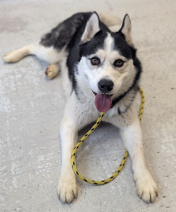 A142674 Evan, Available for Adoption