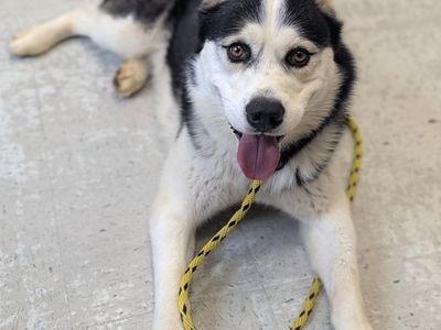 A142674 Evan, Available for Adoption