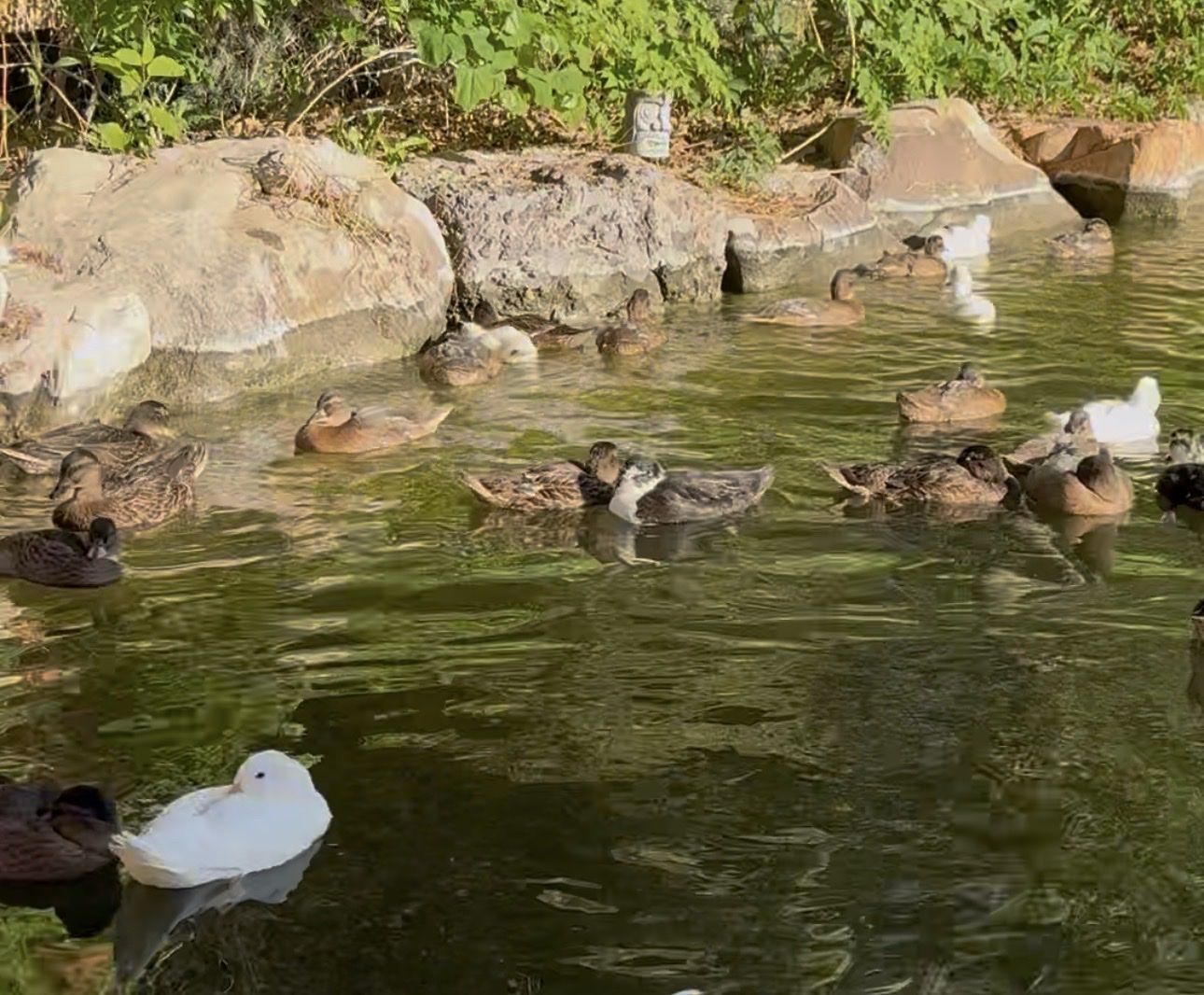 Call Duck (drakes)