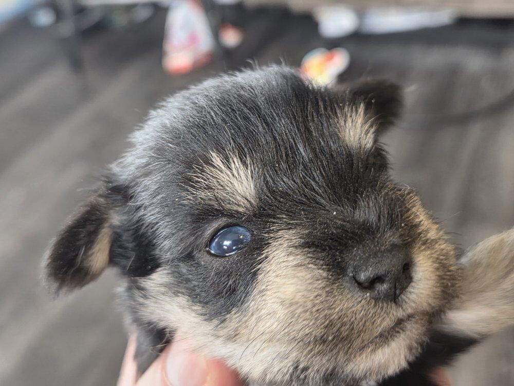 blue eyed miniature Schnauzers