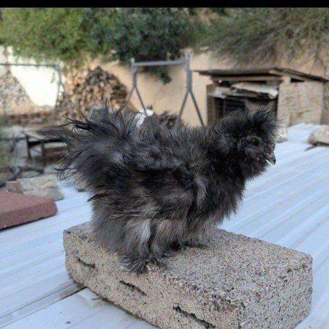 Young silkie roosters