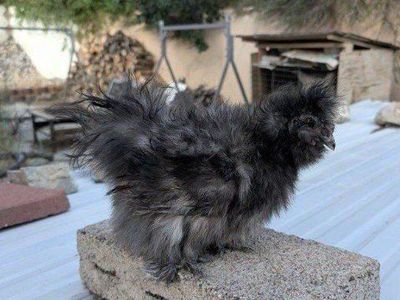 Young silkie roosters