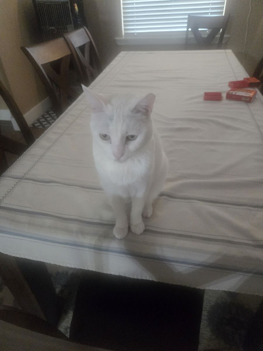 Affectionate cat to good home