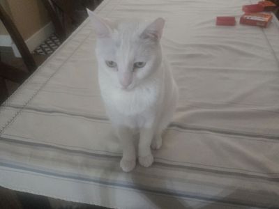 Affectionate cat to good home