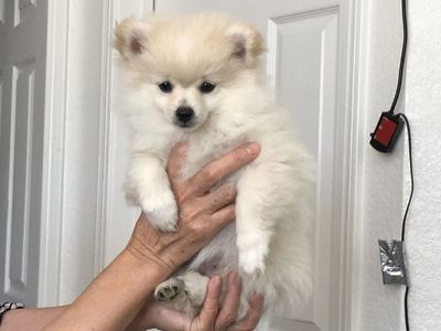 Pomeranian Puppies