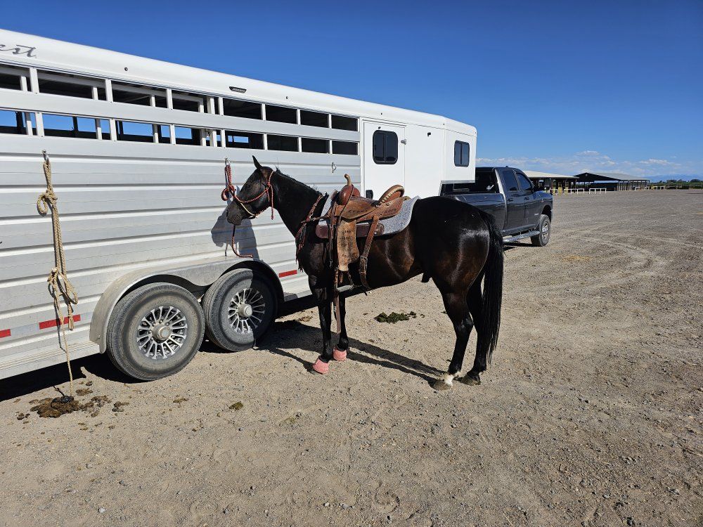 5 yr old barrel horse