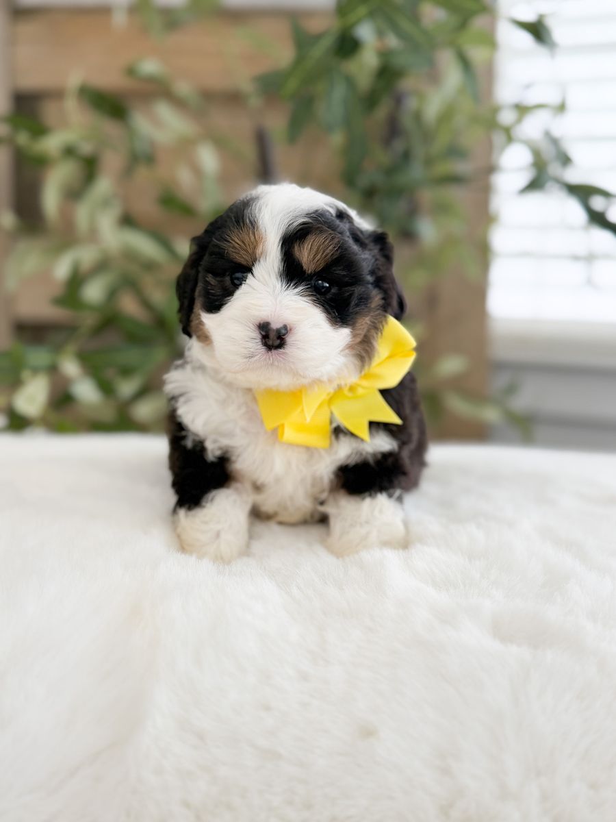 Cavapoo Bernedoodles