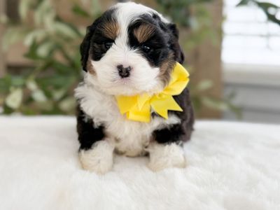 Cavapoo Bernedoodles