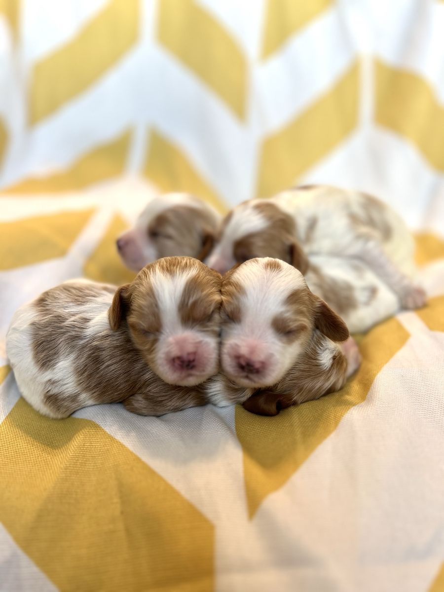 TINY Cavapoo Puppies COMING SOON!