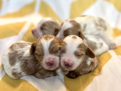 TINY Cavapoo Puppies COMING SOON!