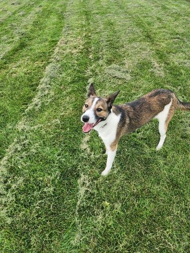 Jack: Blue healer/ Border Collie