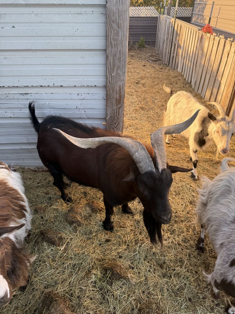 Frainting Goat Stud Service