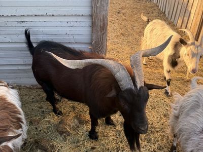 Frainting Goat Stud Service