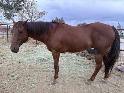 12 year old 16 HH AQHA