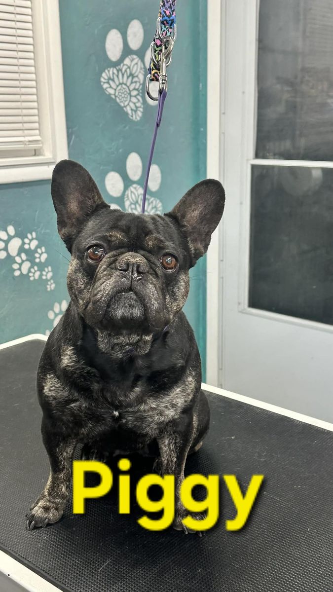 Frenchies up for adoption