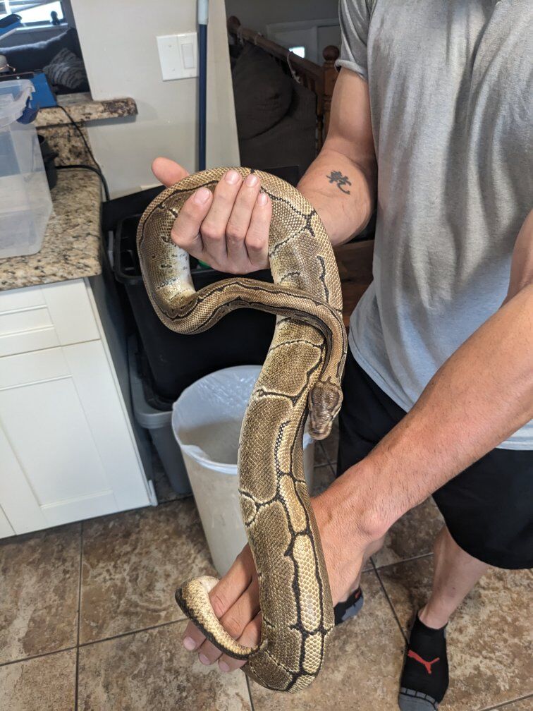 Ball pythons/ 1 albino Corn snake
