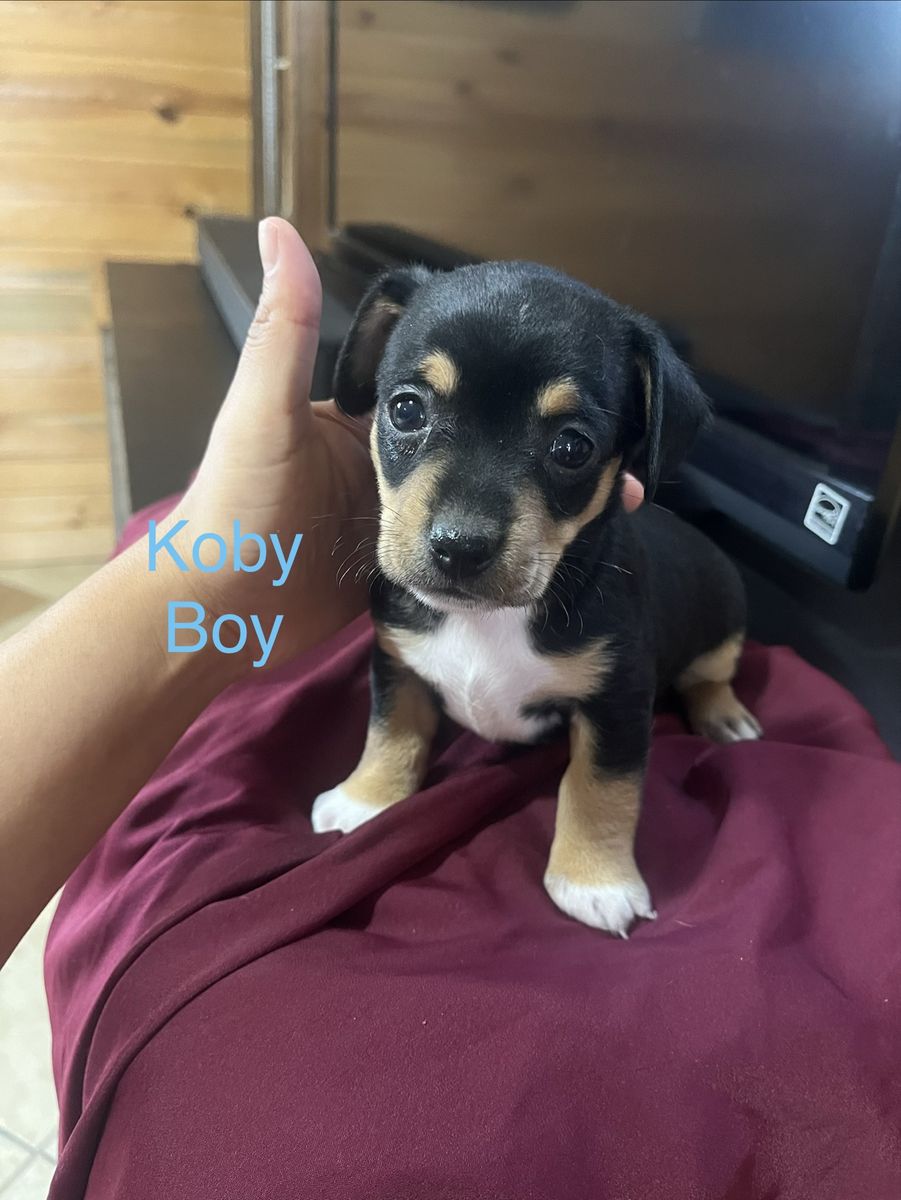 Chihuahua dachshund