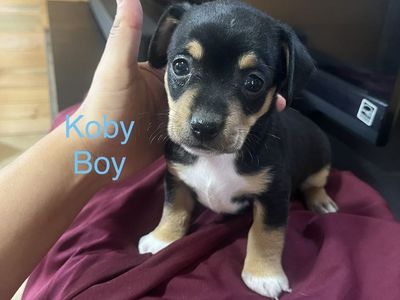Chihuahua dachshund