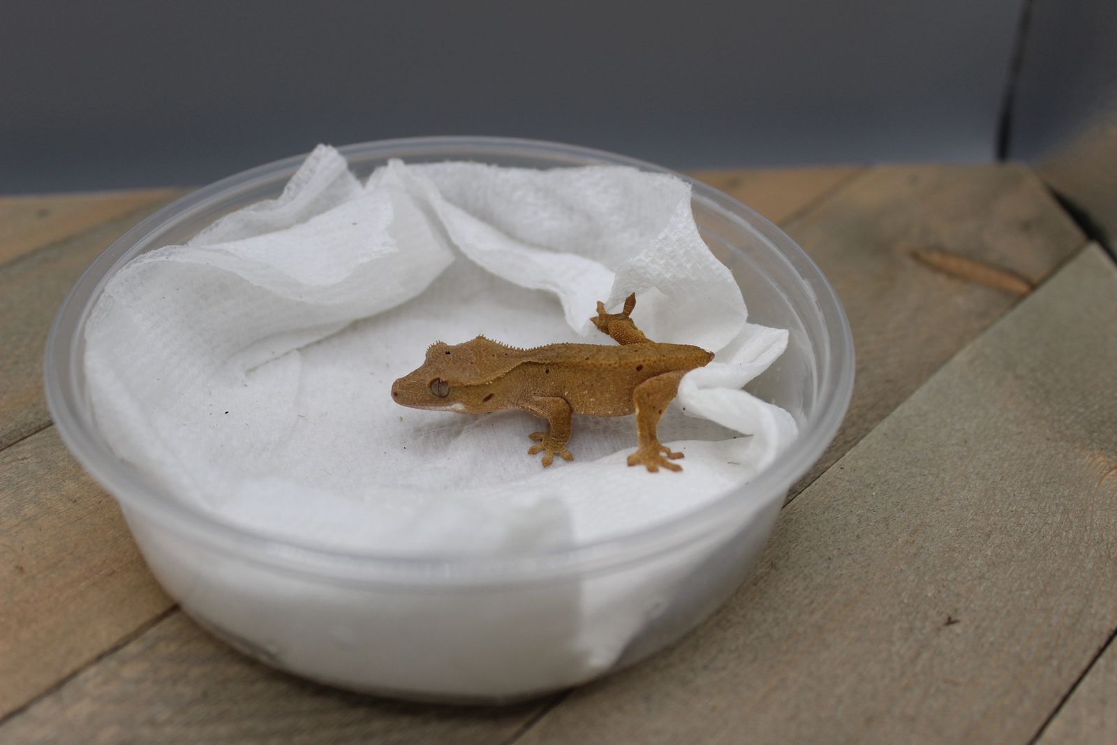 probable Female Crested Gecko