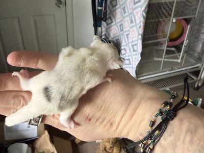 Wow pied Mosaic Female Sugar glider Joey