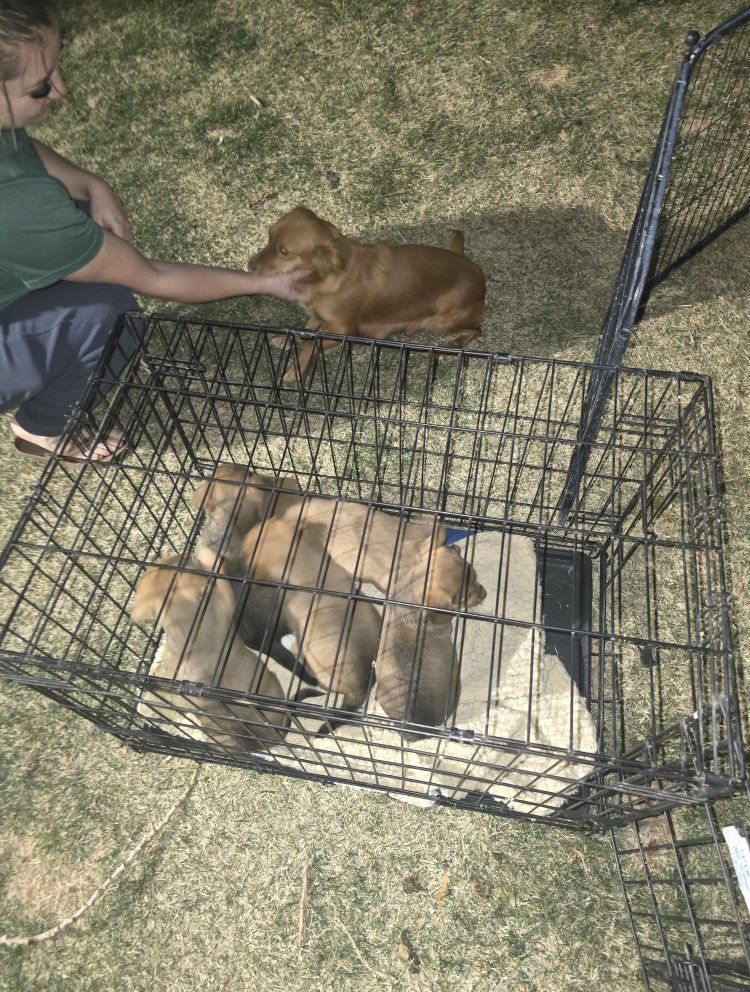 corgi chiweenie puppies
