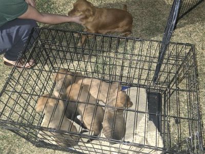 corgi chiweenie puppies