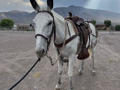 buying mule / horse from Ole Lindgren
