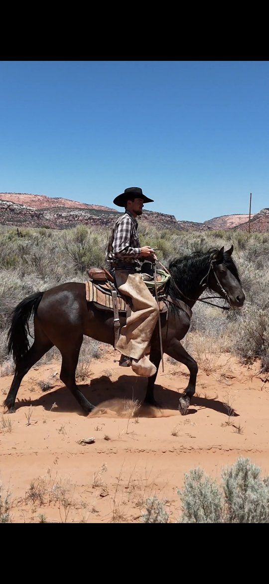 2 year old Mare