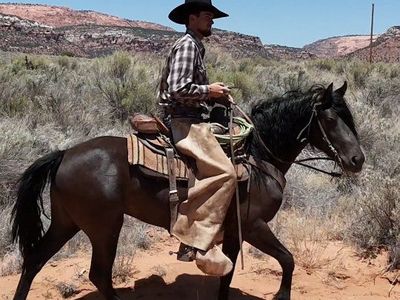 2 year old Mare