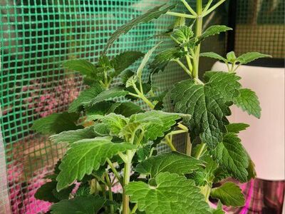Young Catnip Plant