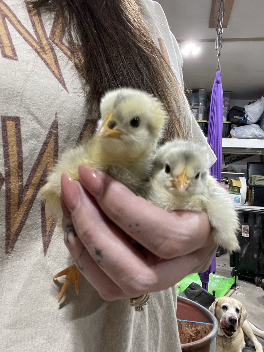 Lavender and Mottled Lavender Orpington Chicks