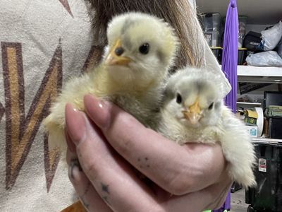 Lavender and Mottled Lavender Orpington Chicks