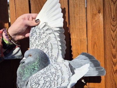 Male Polish Lynx Pigeon