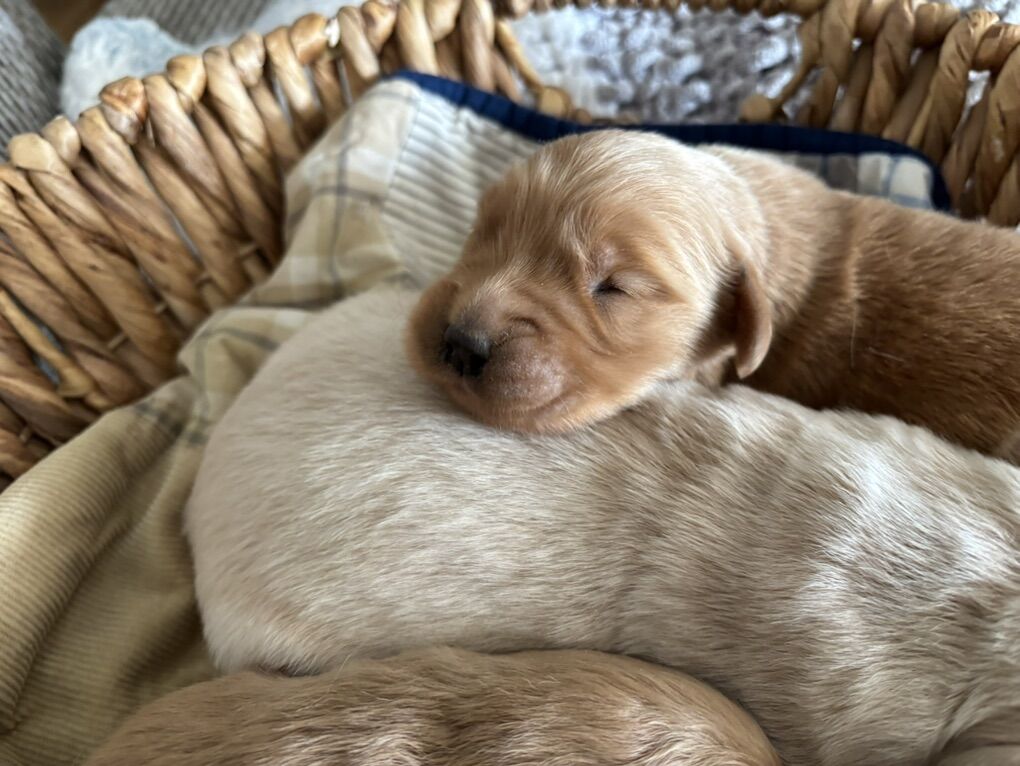 AKC Golden Retriever Puppies