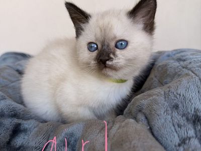 Manx kittens